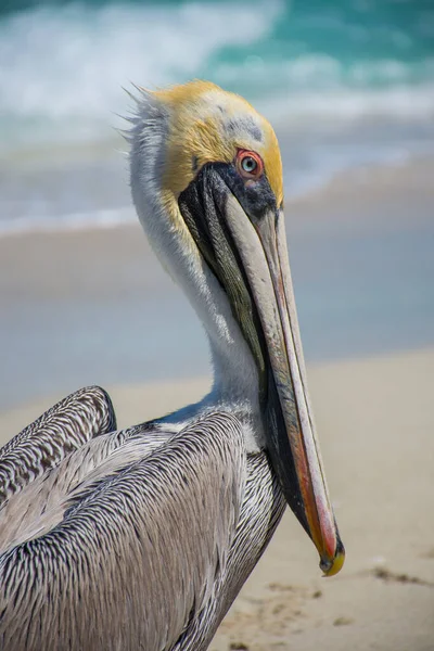 Retrato Pelicano Marrom Gracioso Praia — Fotografia de Stock