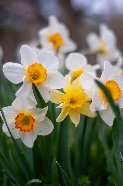 Close Flores Amarelas Narciso Jardim — Fotografia de Stock