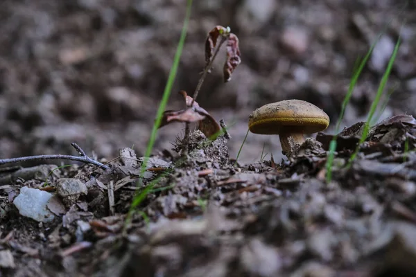 Közelkép Egy Vadon Termő Gombáról Erdőben — Stock Fotó