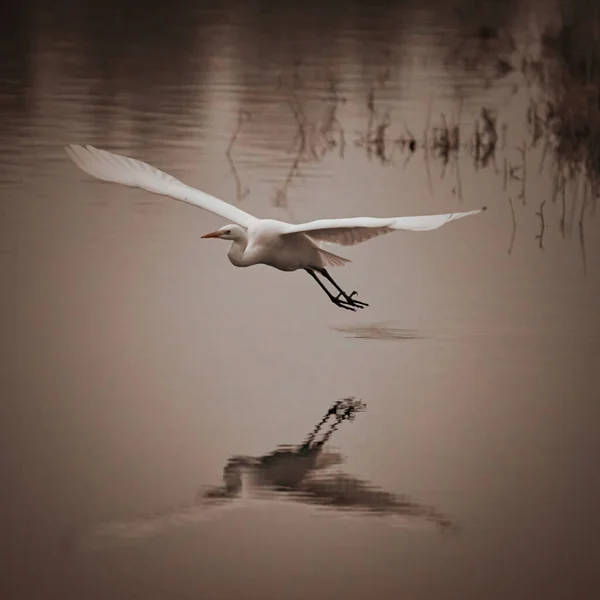 White Heron Ardea Alba Flying Tranquil Lake Reflected Water — Stock Photo, Image