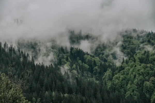 Güzel Bir Sisli Orman Görüntüsü — Stok fotoğraf