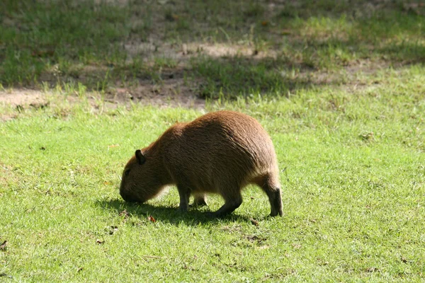 Capybara Rumput Hijau — Stok Foto