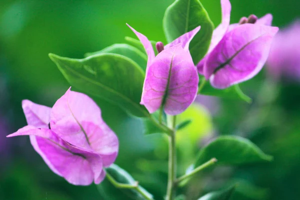 Vacker Bild Delikata Rosa Blommor Levande Grön Trädgård Med Suddig — Stockfoto