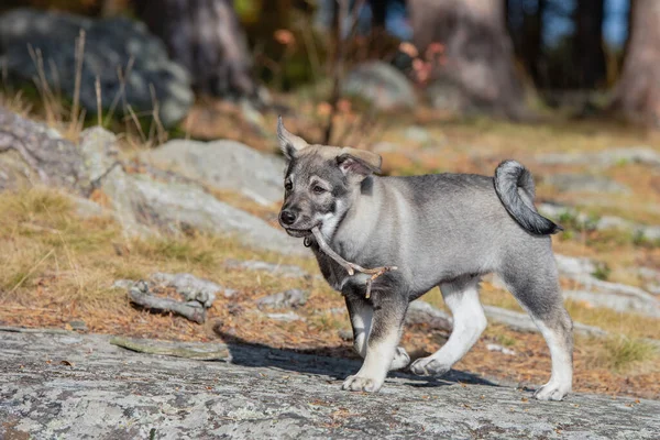 A Swedish Elkhound puppy playing with a stick