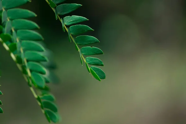 Enfoque Selectivo Pequeñas Hojas Verdes Una Planta — Foto de Stock