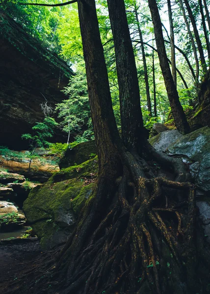 A vertical shot of a tree with roots in a forest under shadow