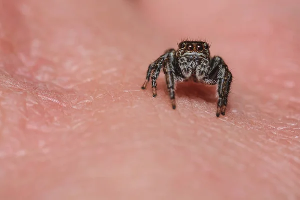 Tiro Seletivo Foco Uma Aranha Que Salta Uma Pele Masculina — Fotografia de Stock