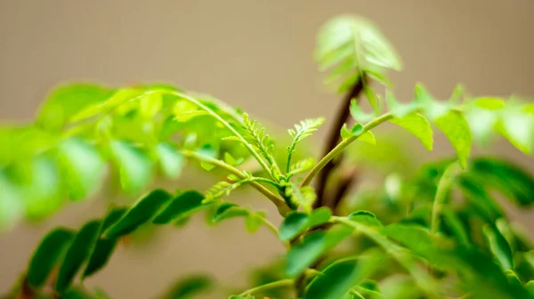 Zbliżenie Rośliny Liściastymi Gałęziami Ścianą Tle — Zdjęcie stockowe