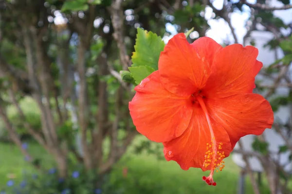 Plan Sélectif Bel Hibiscus Lumineux Sur Île Hawaïenne Kona — Photo