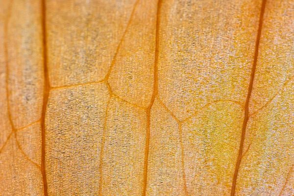 Uma Imagem Close Uma Casca Cebola Laranja — Fotografia de Stock