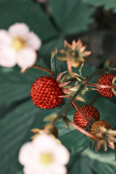 Tiro Foco Seletivo Morangos Maduros Com Flores Brancas Mato — Fotografia de Stock