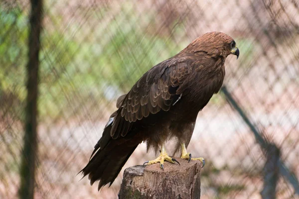 Belo Tiro Uma Majestosa Águia Estepe Aquila Nipalensis Sobre Fundo — Fotografia de Stock