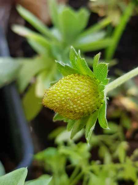 Inquadratura Selettiva Una Fragola Acerba — Foto Stock