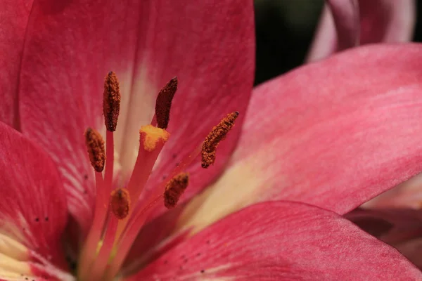 赤いユリの花のクローズアップ — ストック写真