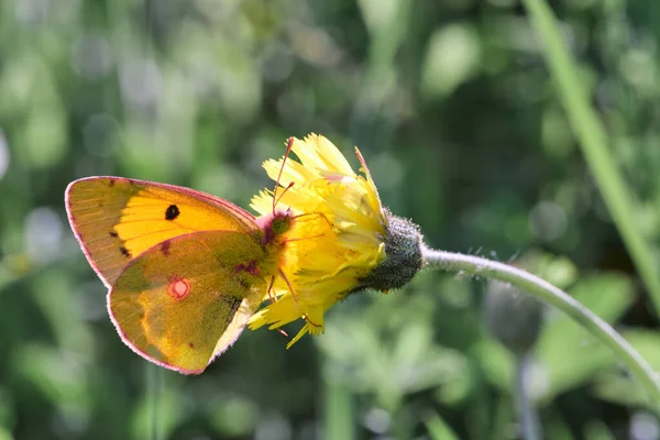Селективный Снимок Бабочки Цветущем Цветке Солнечным Светом — стоковое фото