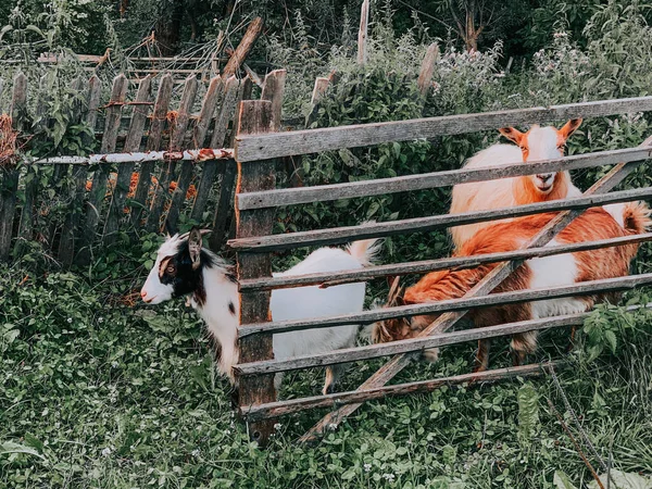 Skupina Koz Farmě — Stock fotografie