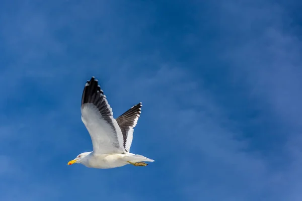 真っ青な空を飛ぶカモメ — ストック写真