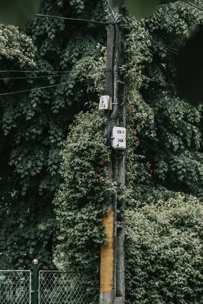 Vertical Shot Trees Electric Wires — Stock Photo, Image