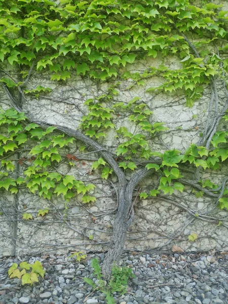 잡초와 뿌리의 — 스톡 사진