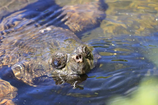 Żółw Pływający Wodzie — Zdjęcie stockowe
