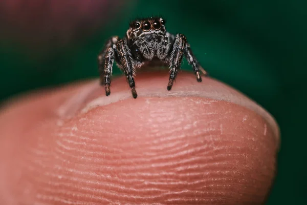 Mise Point Sélective Une Araignée Sauteuse Sur Ongle Masculin — Photo