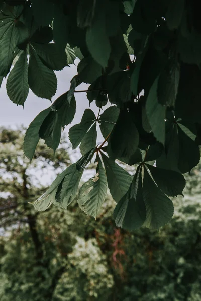 Svislý Záběr Zeleného Stromu Listí Rozmazaném Pozadí — Stock fotografie