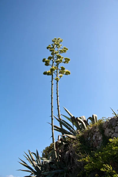 Plan Angle Élevé Agave Contre Ciel Bleu Clair — Photo