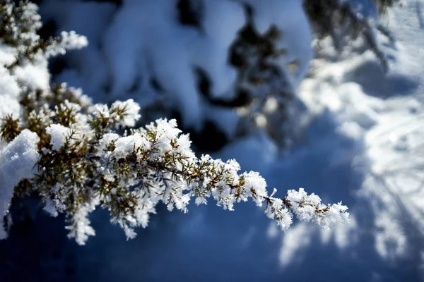 Крупный План Ветки Можжевельника Научно Покрытый Свежими Кристаллами Снега — стоковое фото