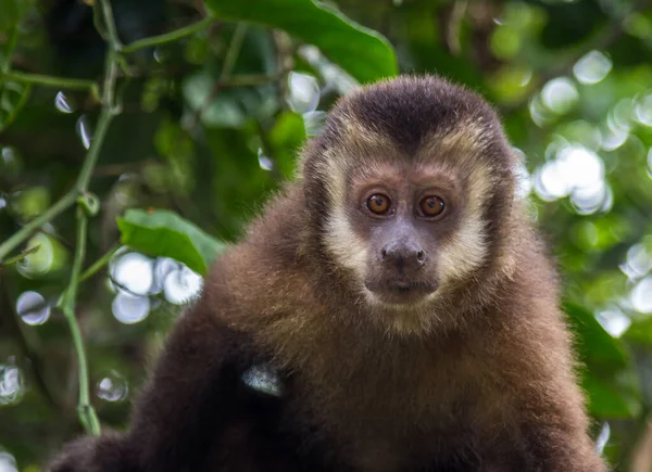 Detailní Záběr Roztomilé Kapucínské Opice — Stock fotografie