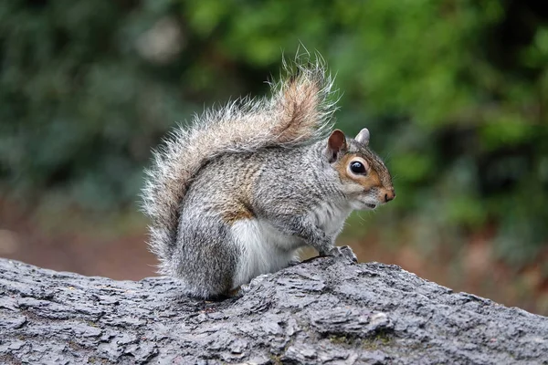 Selective Focus Gray Squirrel Tree Trunk Blurred Background — Stock Photo, Image