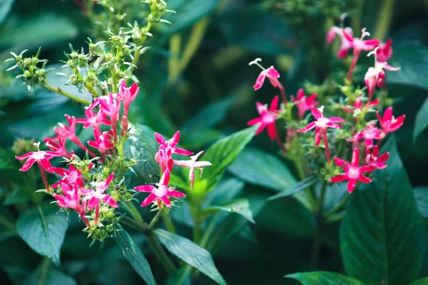 Ein Schöner Tag Einem Grünen Garten Mit Dunklen Blättern Die — Stockfoto