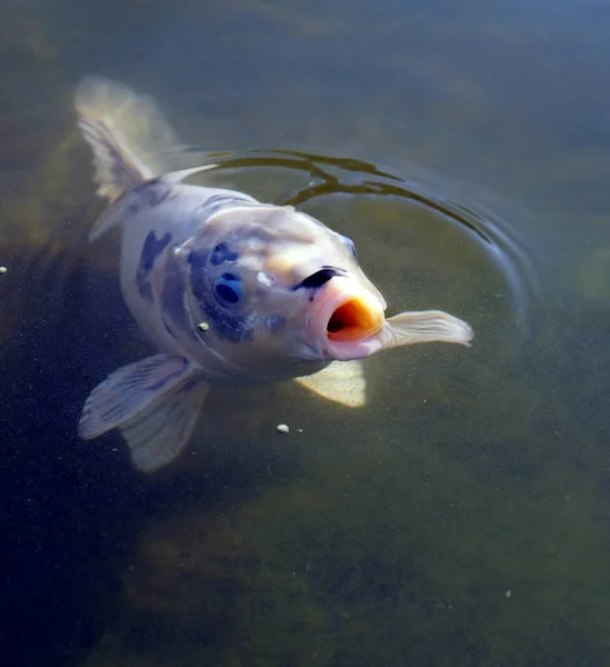 Ein Senkrechter Schuss Eines Sandfisches Trübem Wasser Mit Offenem Maul — Stockfoto