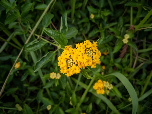 Close Flores Campo Amarelo — Fotografia de Stock