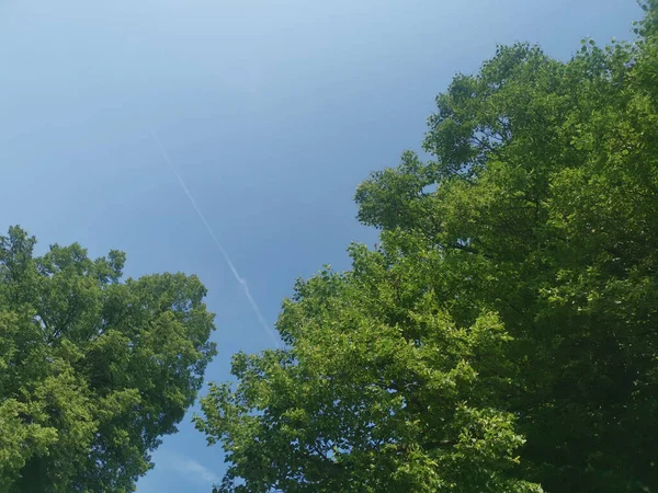 青い空の下の緑の木の低角度のショット — ストック写真