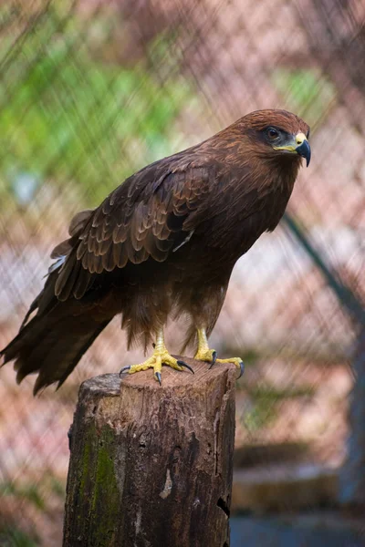 在格栅篱笆模糊的背景上 一只雄伟的草原鹰 Aquila Nipalensis 的美丽照片 — 图库照片