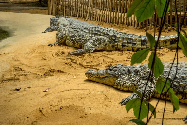 Sommige Krokodillen Liggen Het Zand Dierentuin — Stockfoto