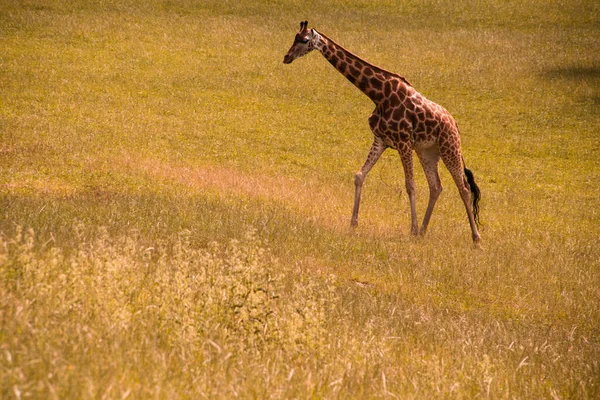 Une Girafe Solitaire Traverse Prairie Une Girafe Sur Terrain — Photo