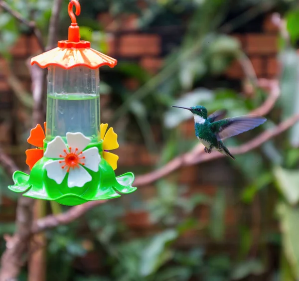 Ein Schuss Eines Hellen Vogels Einem Vogelfutterhäuschen — Stockfoto