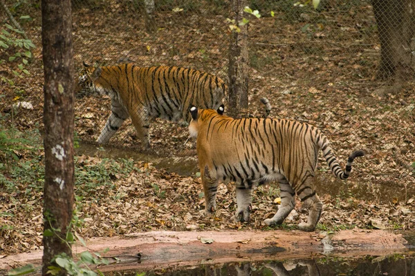 Una Hermosa Toma Majestuosos Tigres Caminando Parque Separados Por Una — Foto de Stock
