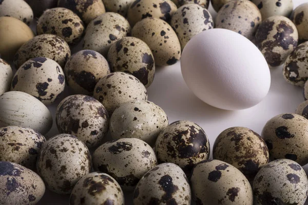 Single Hen Egg Surrounded Group Small Speckle Quail Eggs Leadership — Stock Photo, Image