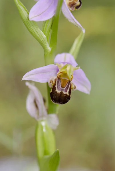 Vue Rapprochée Une Orchidée Tenthrédinifère Ophrys Tenthredinifera Orchidée Sauvage Fleur — Photo