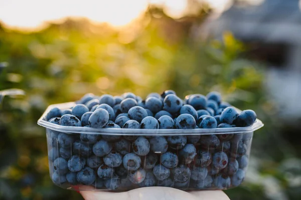 Hand Harvesting Blueberries Blueberry Plantation Serbia — Stock Photo, Image