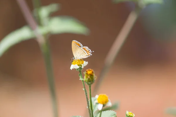 花に小さな蝶の選択的な焦点ショット — ストック写真