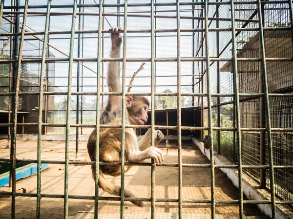 Eine Nahaufnahme Eines Niedlichen Affenbabys Einem Käfig — Stockfoto