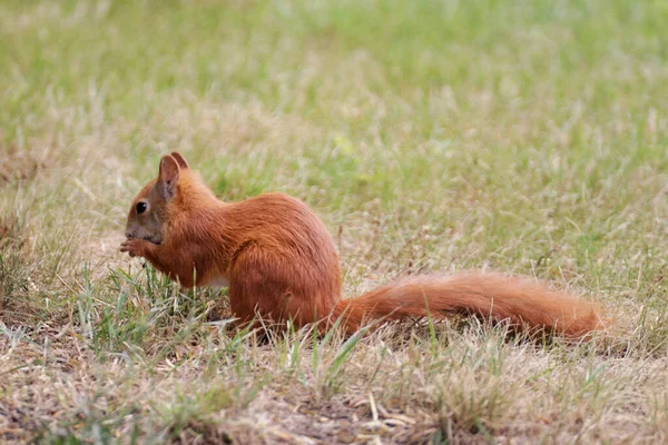 Closeup Shot Red Squirrel Eating Nut Meadow — Stock Photo, Image