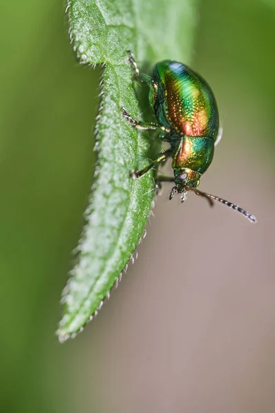 Plan Vertical Scarabée Sur Une Feuille Verte Sous Lumière — Photo