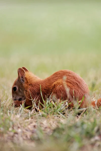 一只红松鼠在草地上吃坚果的特写镜头 — 图库照片