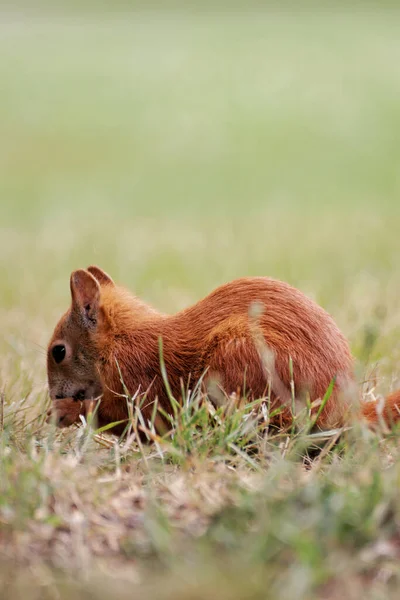 Tiro Perto Esquilo Vermelho Comendo Uma Noz Prado — Fotografia de Stock