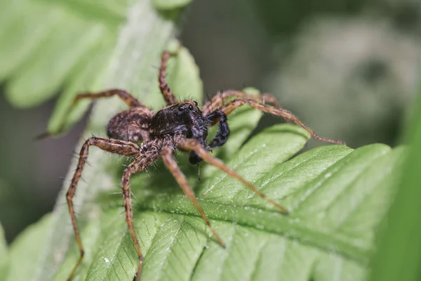 绿叶上褐色蜘蛛的选择性聚焦镜头 — 图库照片