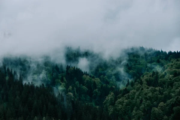 Güzel Bir Sisli Orman Görüntüsü — Stok fotoğraf